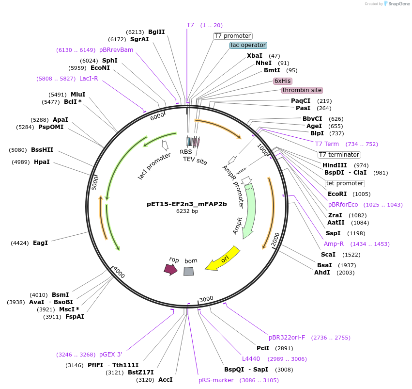 159466-plasmid-map-sequence-id-319724