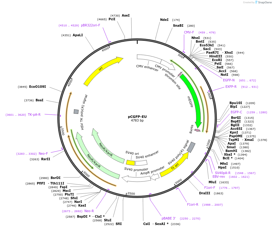 161968-plasmid-map-sequence-id-319729