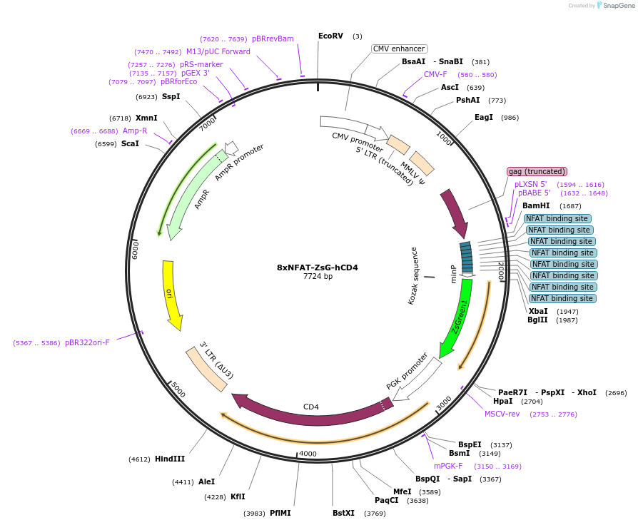 162746-plasmid-map-sequence-id-319738