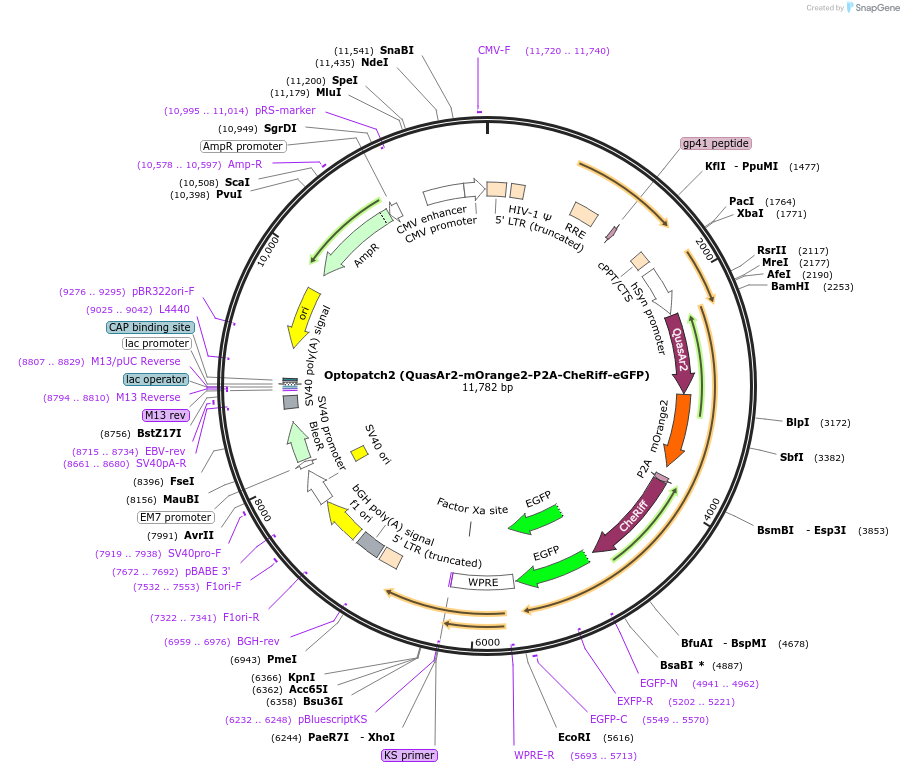 51656-plasmid-map-sequence-id-319739