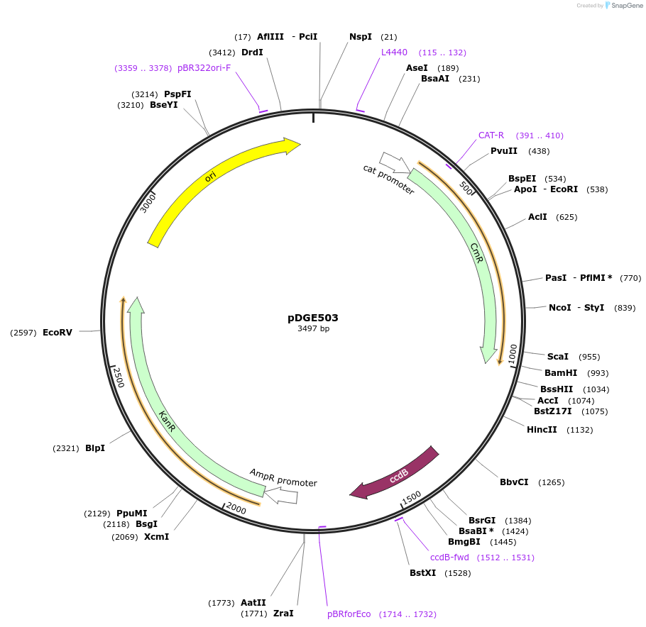 153276-plasmid-map-sequence-id-319741