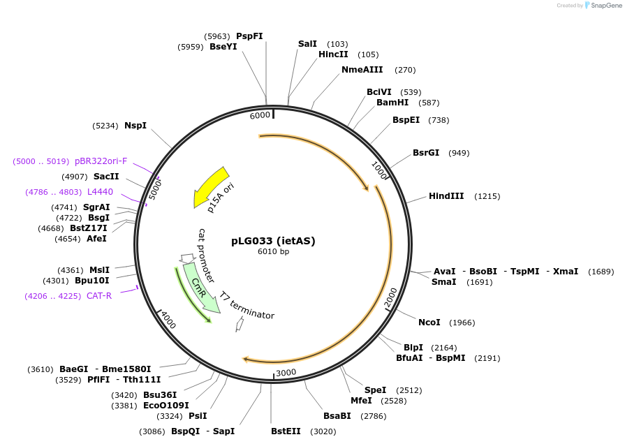 157911-plasmid-map-sequence-id-319747