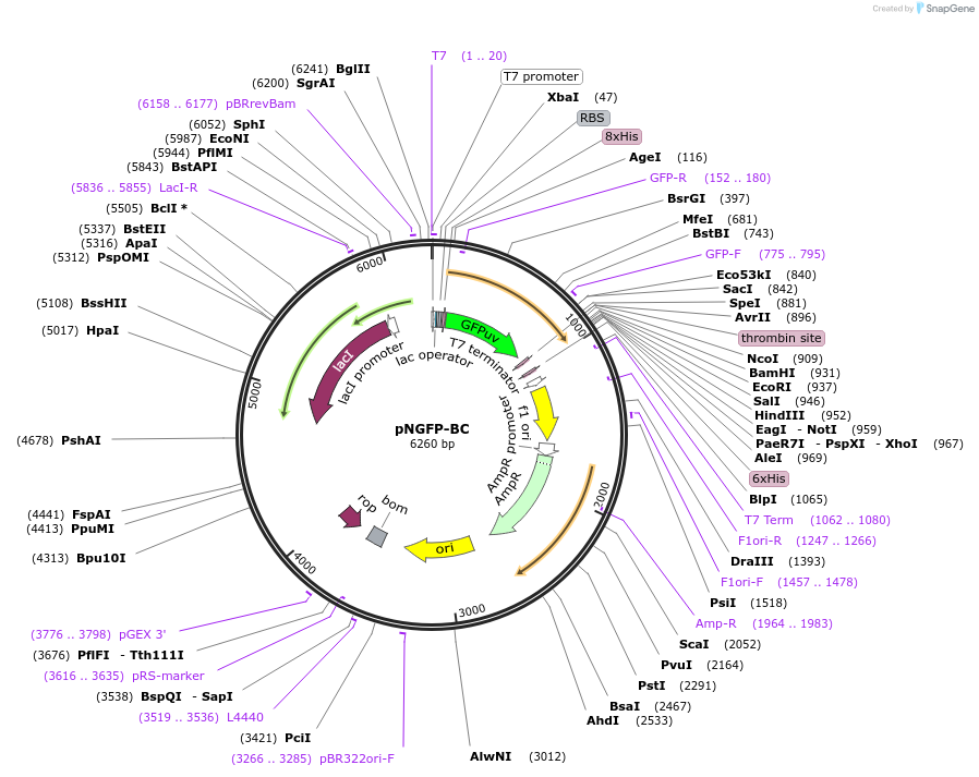 161956-plasmid-map-sequence-id-319761