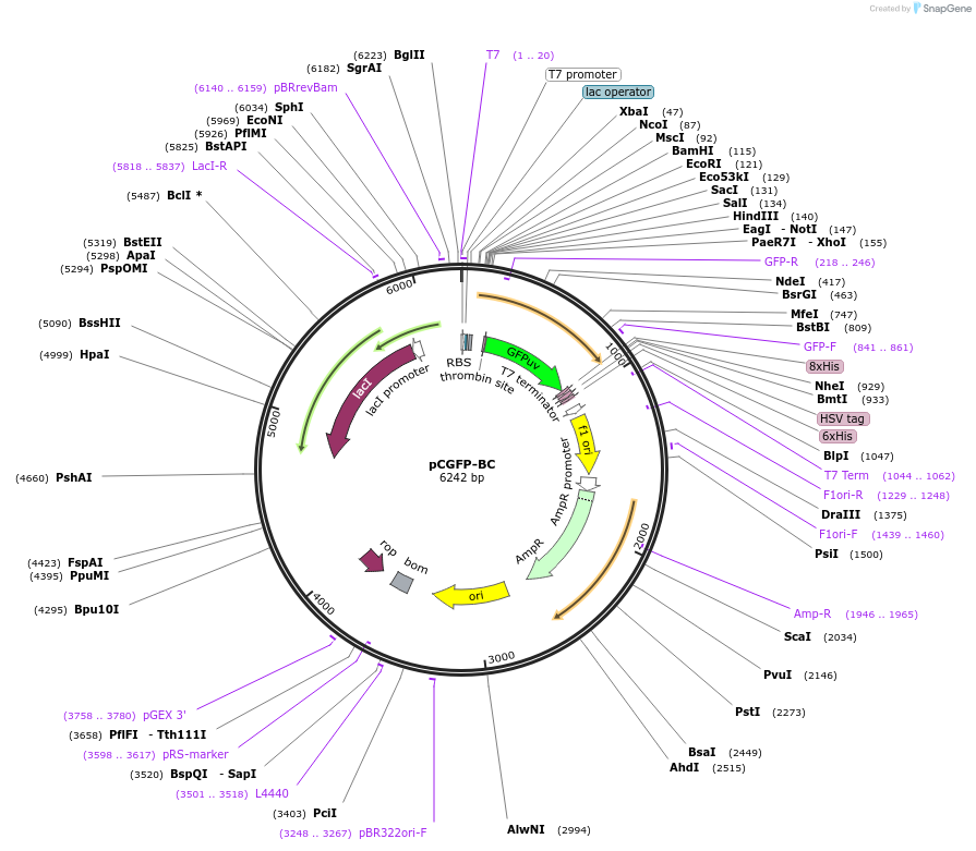 161959-plasmid-map-sequence-id-319762