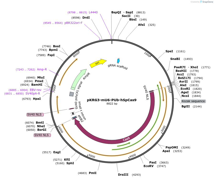 162162-plasmid-map-sequence-id-319763