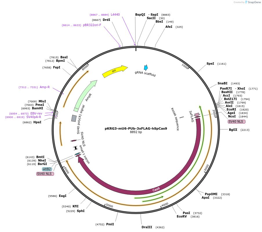 162161-plasmid-map-sequence-id-319767