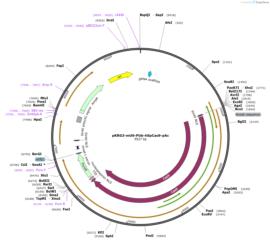 162163-plasmid-map-sequence-id-319772