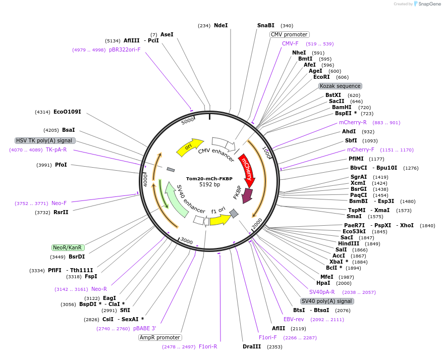 162436-plasmid-map-sequence-id-319773