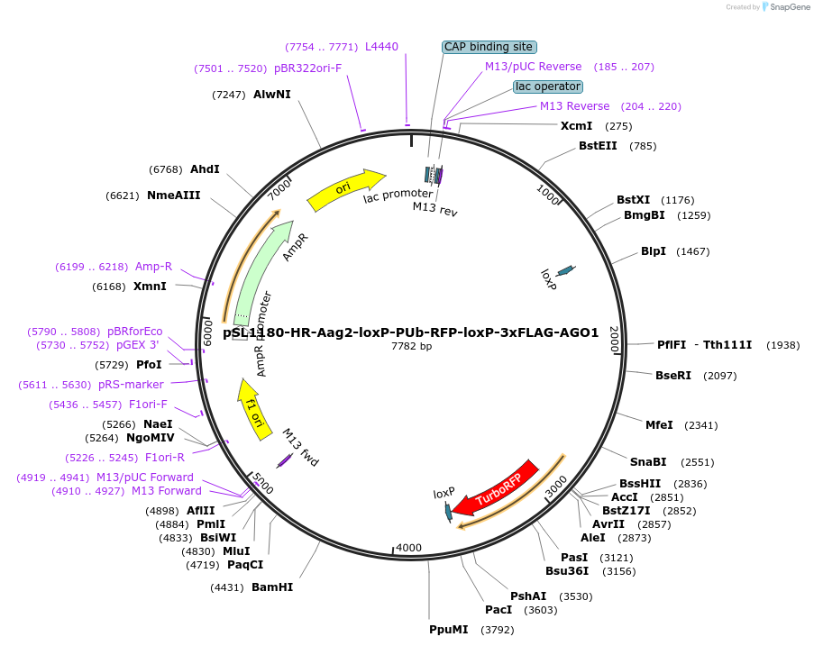 162164-plasmid-map-sequence-id-319776