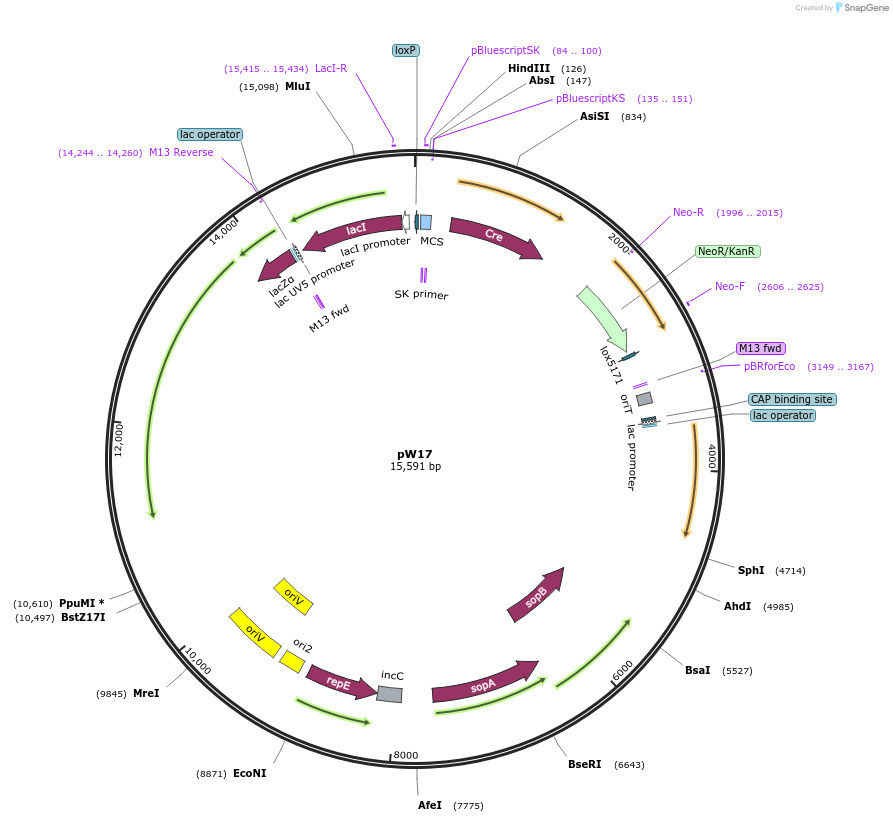 158207-plasmid-map-sequence-id-319777