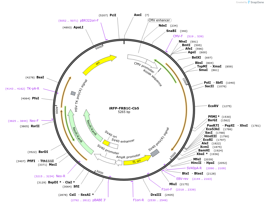 162441-plasmid-map-sequence-id-319779