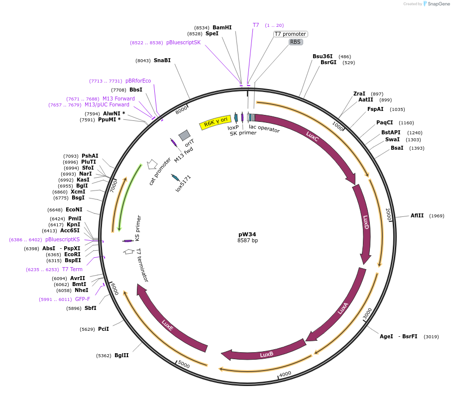 158210-plasmid-map-sequence-id-319780