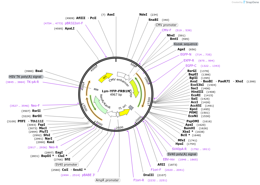 162431-plasmid-map-sequence-id-319786