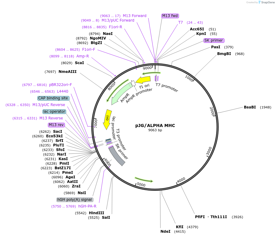 55594-plasmid-map-sequence-id-319789