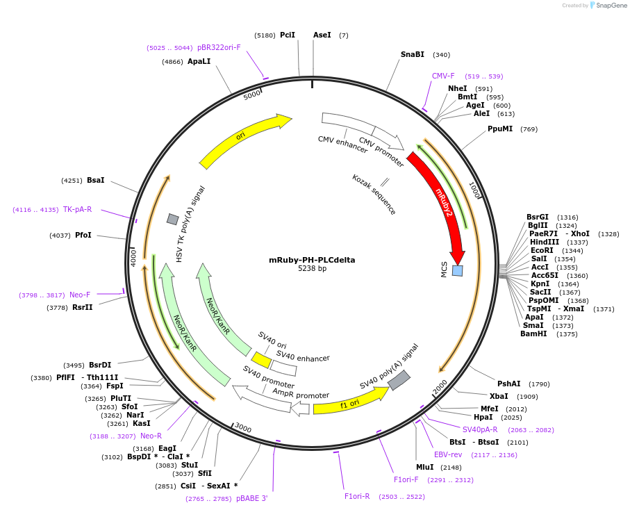 162440-plasmid-map-sequence-id-319793