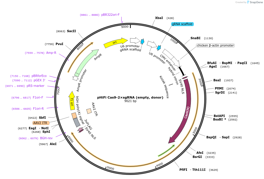 162277-plasmid-map-sequence-id-319794