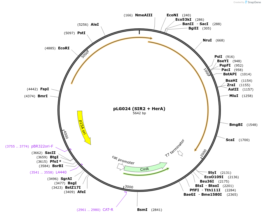 157902-plasmid-map-sequence-id-319820