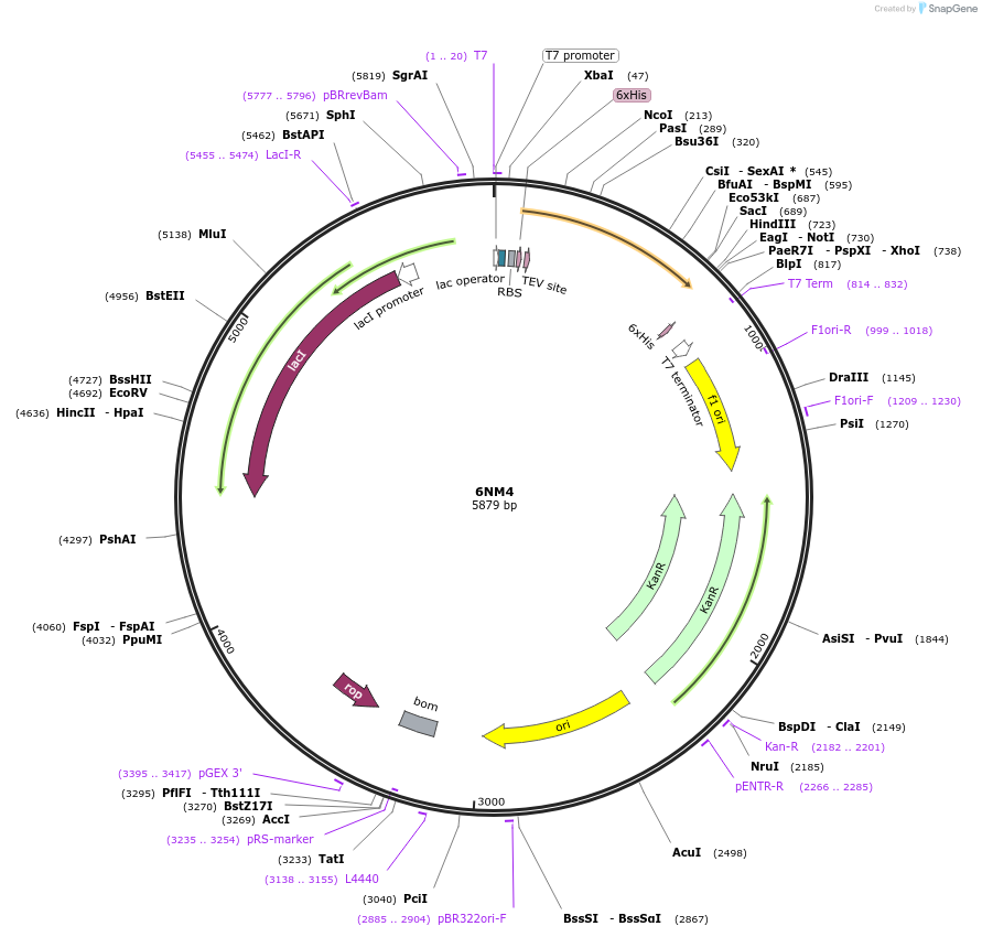 162257-plasmid-map-sequence-id-319826