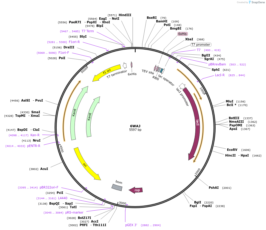 162267-plasmid-map-sequence-id-319833
