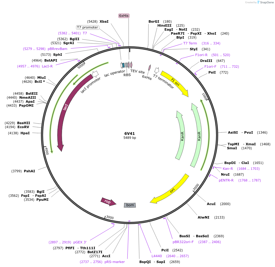162272-plasmid-map-sequence-id-319838