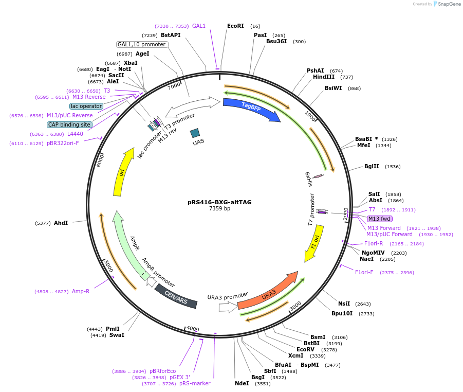158146-plasmid-map-sequence-id-319885