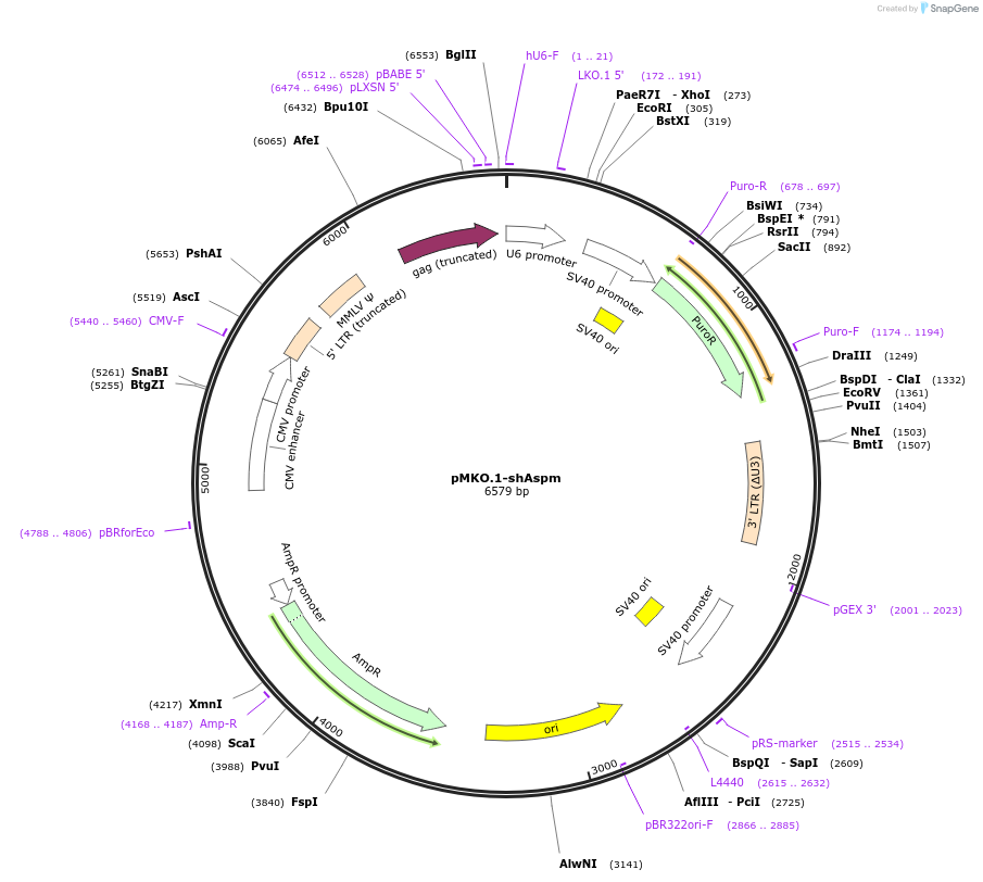 160947-plasmid-map-sequence-id-320023