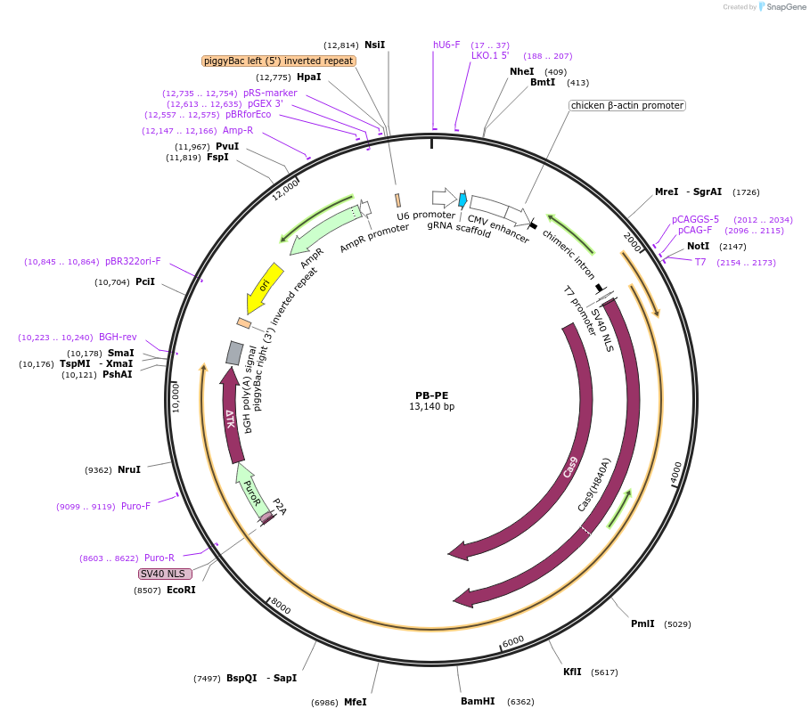 162796-plasmid-map-sequence-id-320034