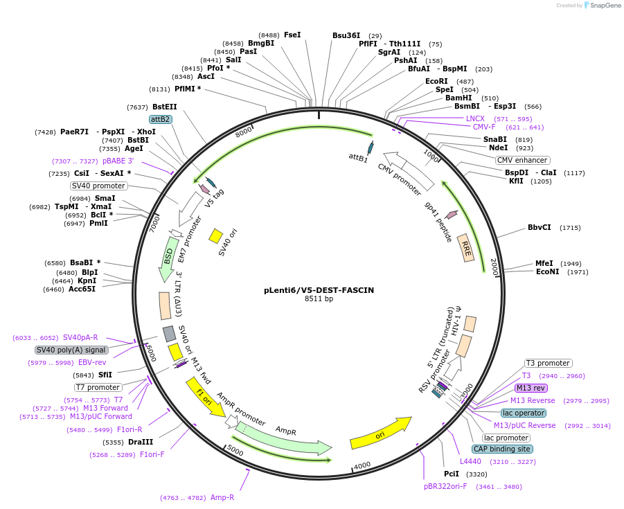 31207-plasmid-map-sequence-id-320035