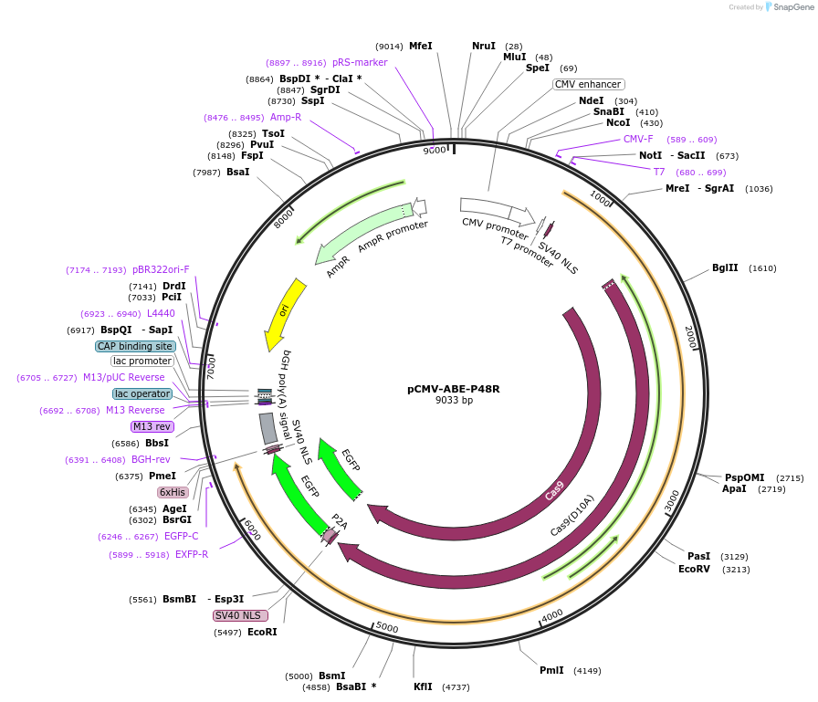 161816-plasmid-map-sequence-id-320046