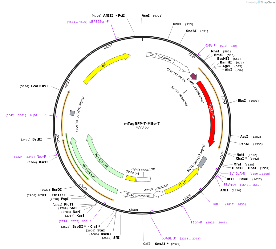 58023-plasmid-map-sequence-id-320064