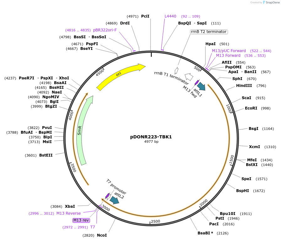 23851-plasmid-map-sequence-id-320102