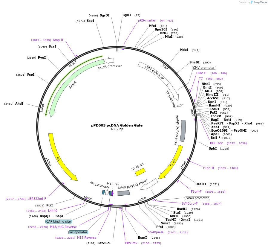 138749-plasmid-map-sequence-id-320108