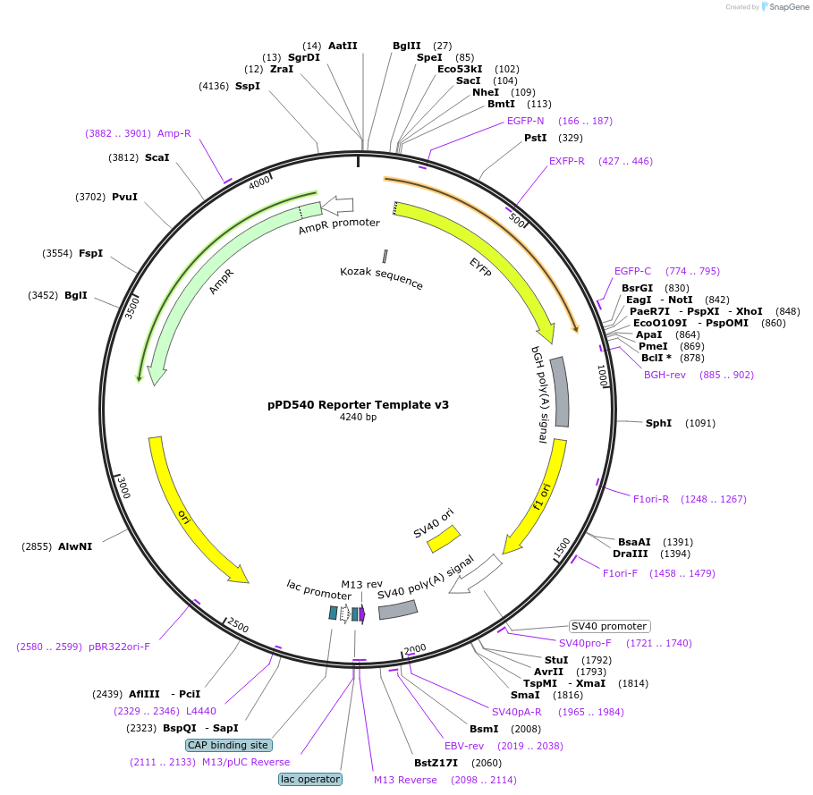 138750-plasmid-map-sequence-id-320109