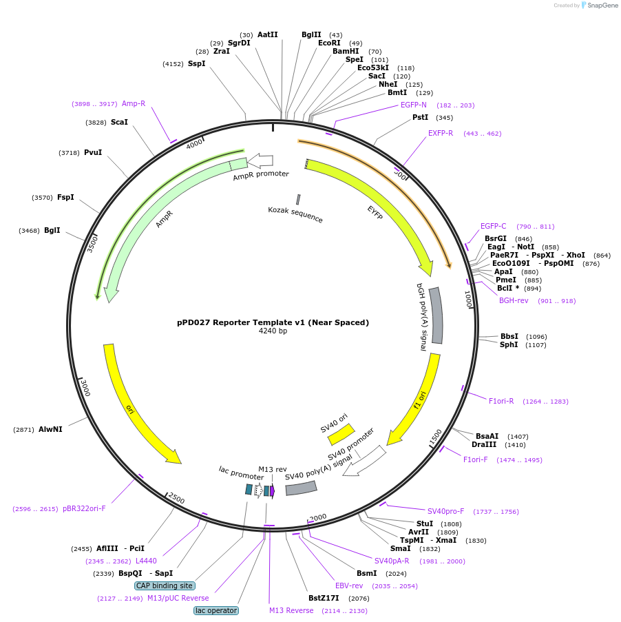 138751-plasmid-map-sequence-id-320112