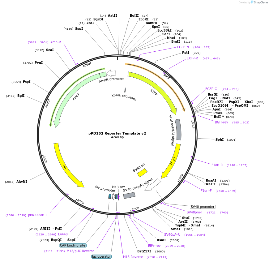 138752-plasmid-map-sequence-id-320114