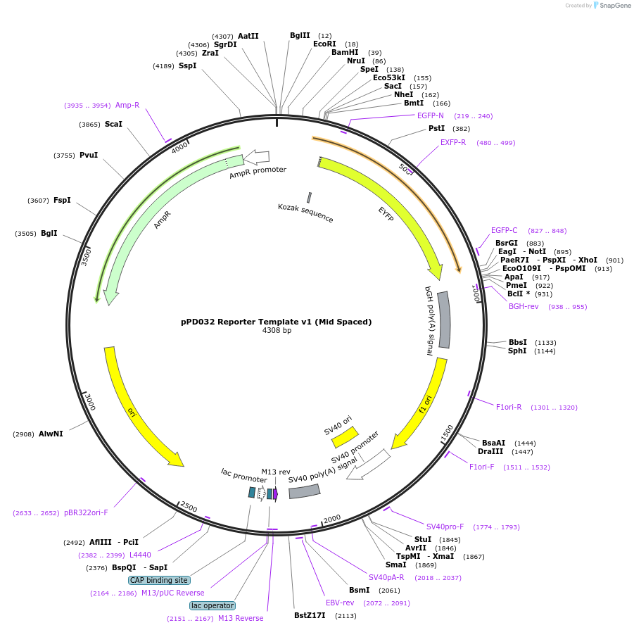 138753-plasmid-map-sequence-id-320117