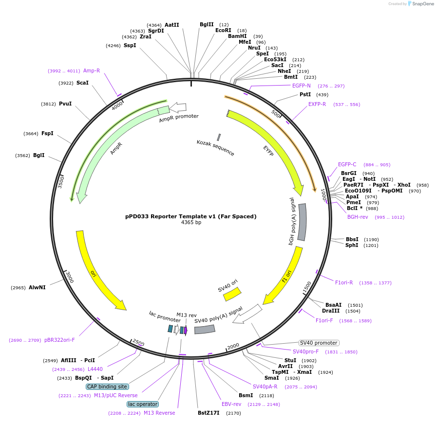 138754-plasmid-map-sequence-id-320118