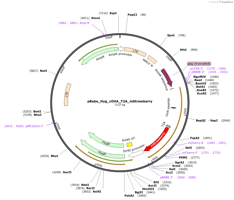 161737-plasmid-map-sequence-id-320119