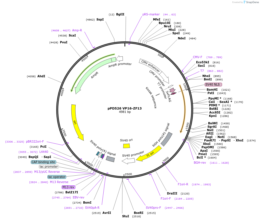 138755-plasmid-map-sequence-id-320120