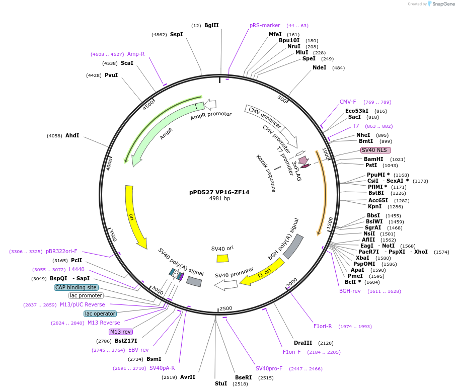 138756-plasmid-map-sequence-id-320122