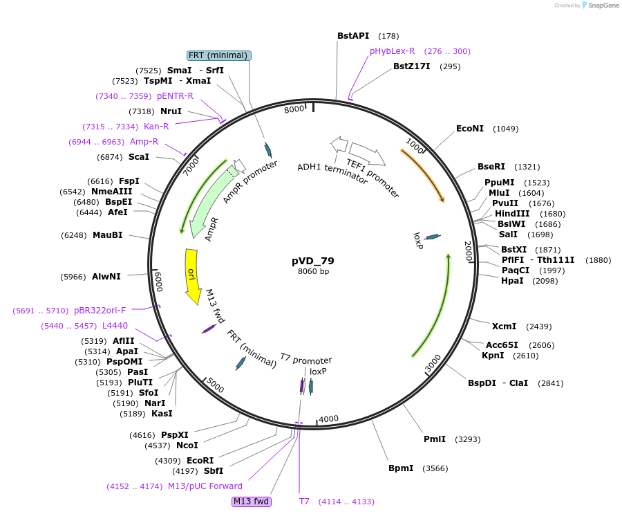 149603-plasmid-map-sequence-id-320161