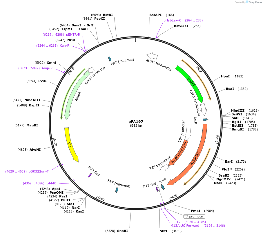 149602-plasmid-map-sequence-id-320162