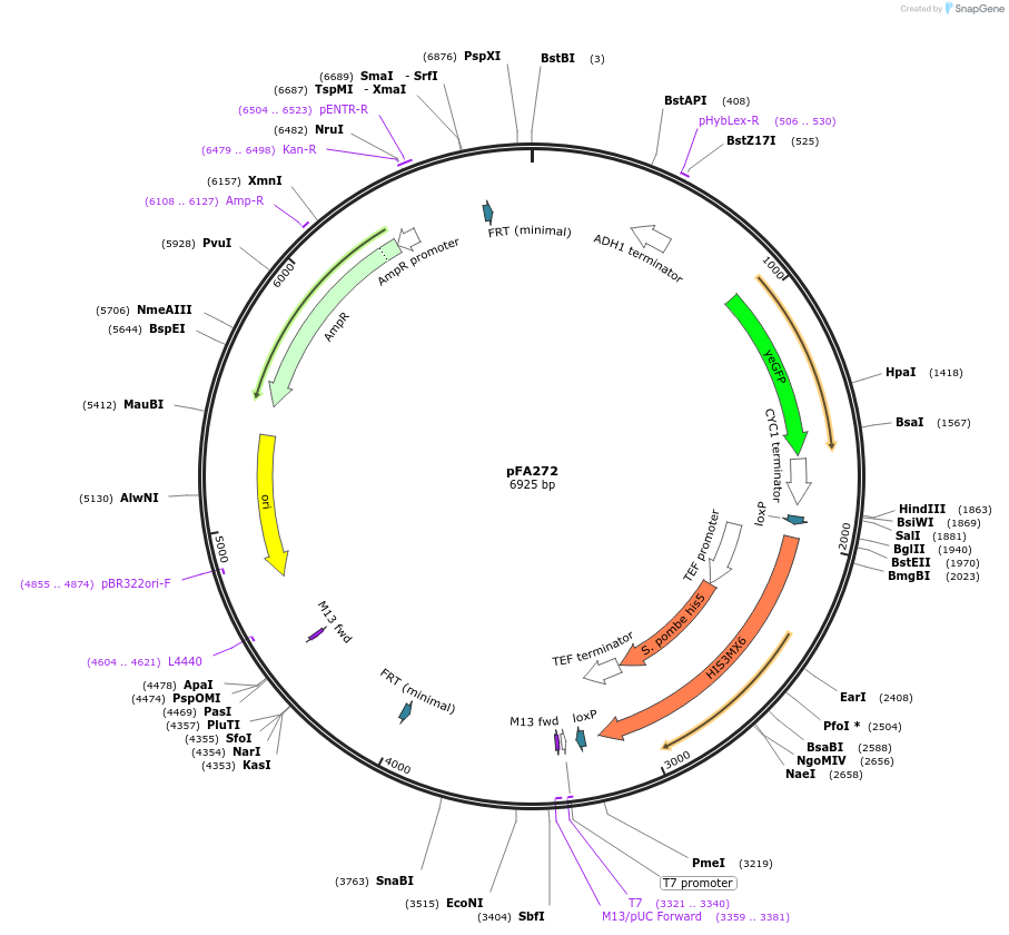 149601-plasmid-map-sequence-id-320163