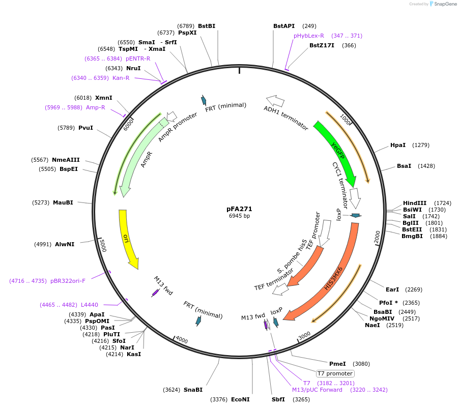 149600-plasmid-map-sequence-id-320164