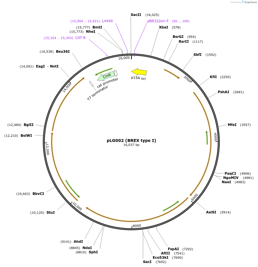 157880-plasmid-map-sequence-id-320167