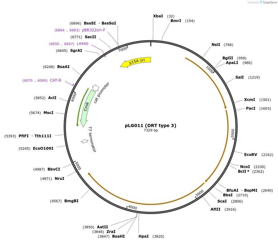 157889-plasmid-map-sequence-id-320175