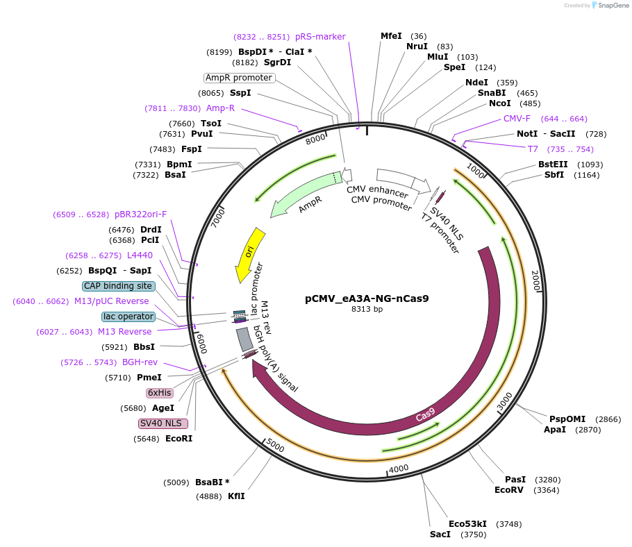163536-plasmid-map-sequence-id-320176