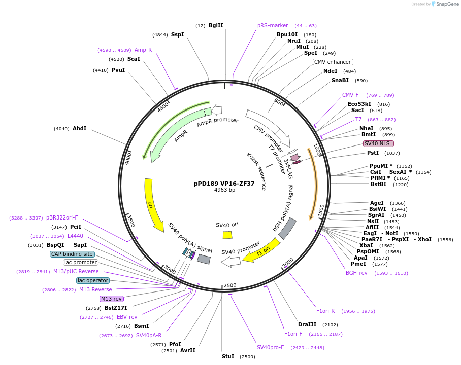 138759-plasmid-map-sequence-id-320185