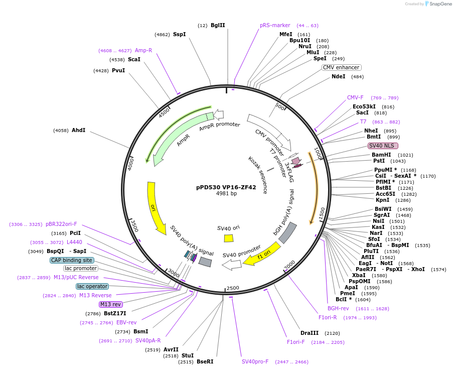 138760-plasmid-map-sequence-id-320187