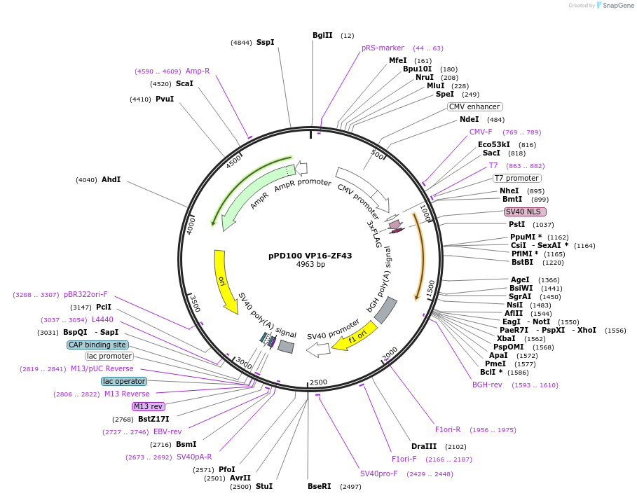 138761-plasmid-map-sequence-id-320188
